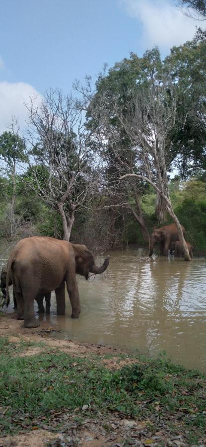 达瓦拉维Canberra Safari House公寓 外观 照片